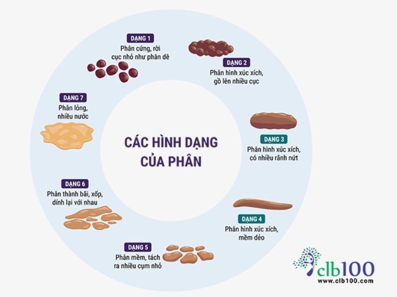 Các hình dạng phân đi cầu theo biểu đồ Bristol