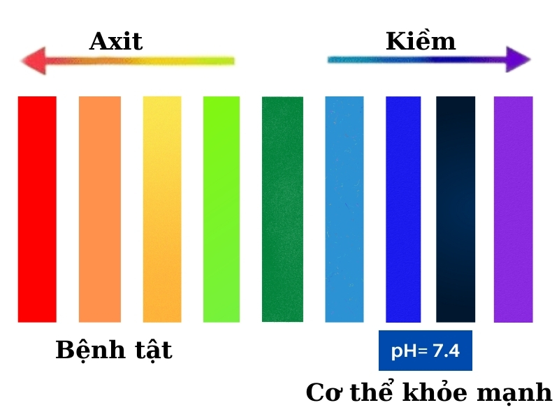 Tầm quan trọng của axit và kiềm trong cơ thể