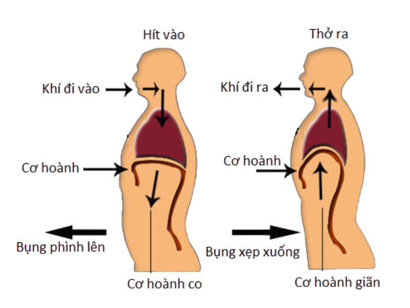 Bài tập hít thở sâu đúng cách 