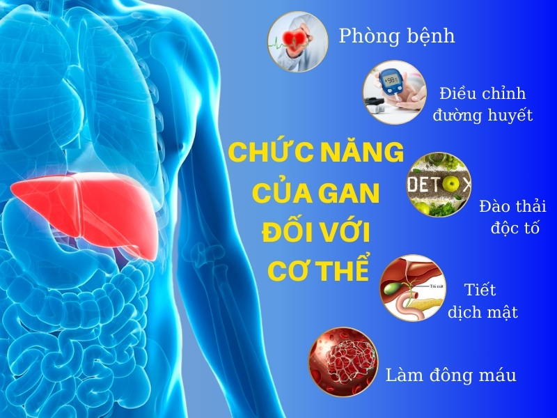 Nhiệm vụ của chức năng gan