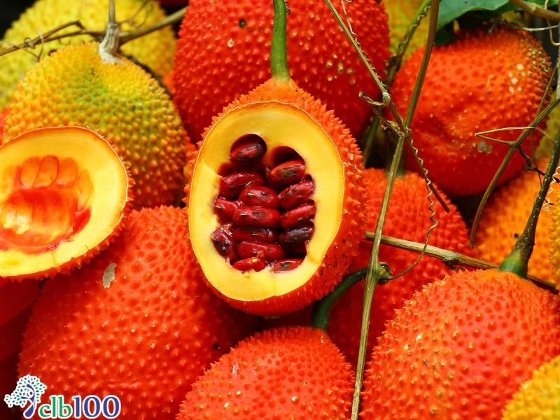 Cần cẩn trọng với bài thuốc đắp tỏi, hạt gấc