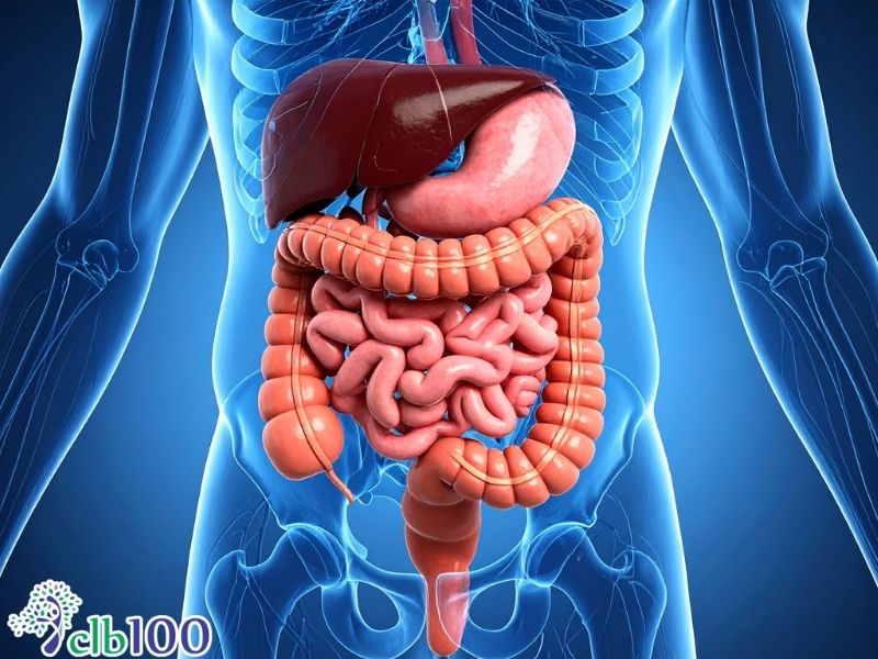 Tạo huyết bằng việc nâng đỡ hệ tiêu hoá, nạp đúng nhiên liệu