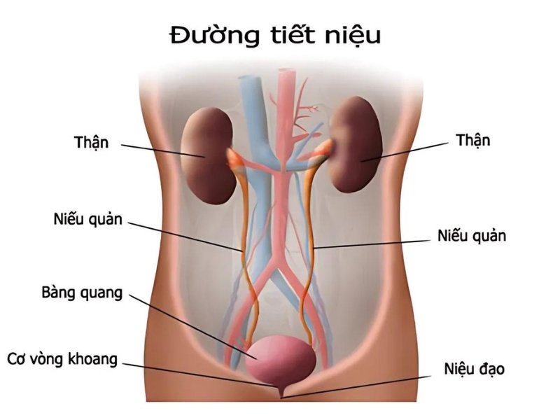 Đường tiết niệu gồm có những bộ phân nào?