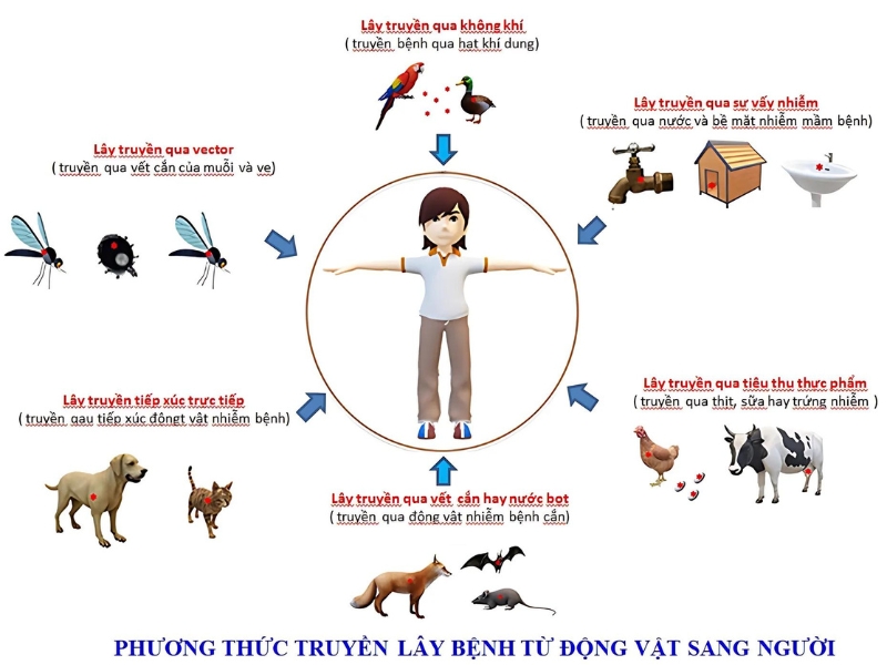 Quá trình lây bệnh từ động vật sang ngườ