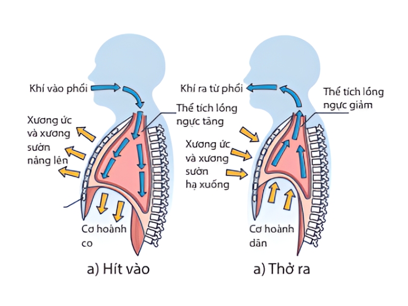 Quá trình trao đổi khí ở phổi