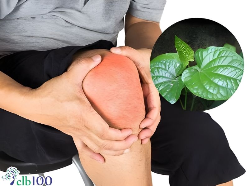 Bài thuốc đắp lá lốt rang ruối hột giảm đau tại chỗ