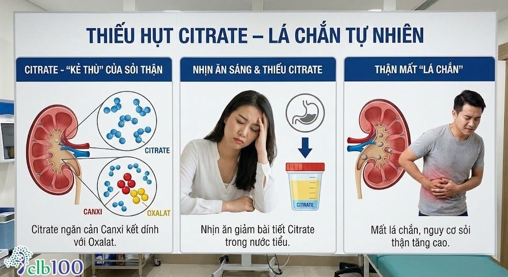 Thiếu hụt citrate - Lá chắn tự nhiên khắc tinh của sỏi thận