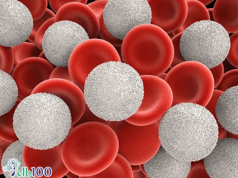 Cơ chế bảo vệ hệ miễn dịch và tế bào bạch cầu của Vitamin C