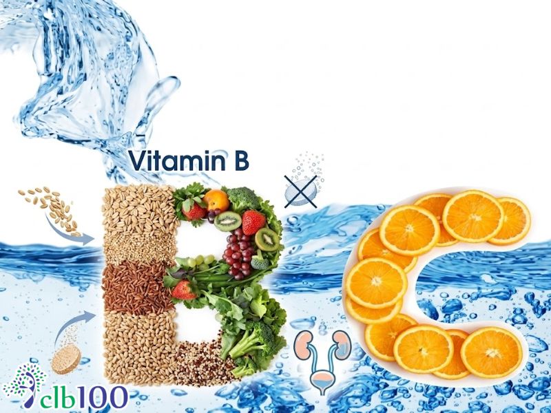 Cơ chế hoà tan và đào thải của Vitamin B