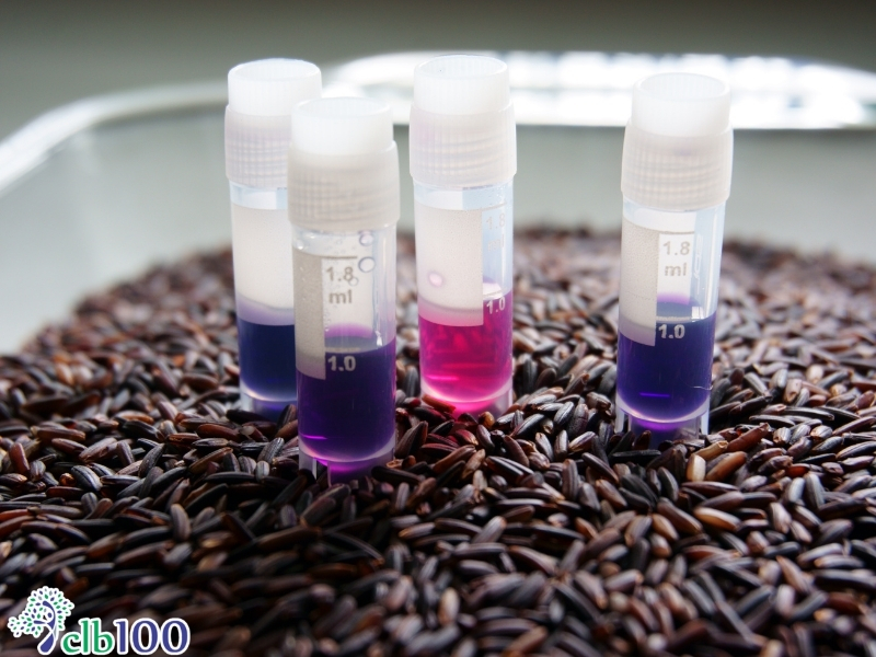 Chất chống oxy hoá Authocyanin trong gạo lứt đen