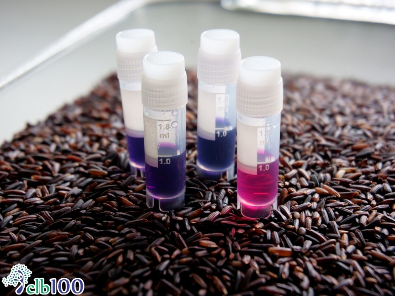Gạo lứt tím bổ sung chất chống oxy hoá tự nhiên
