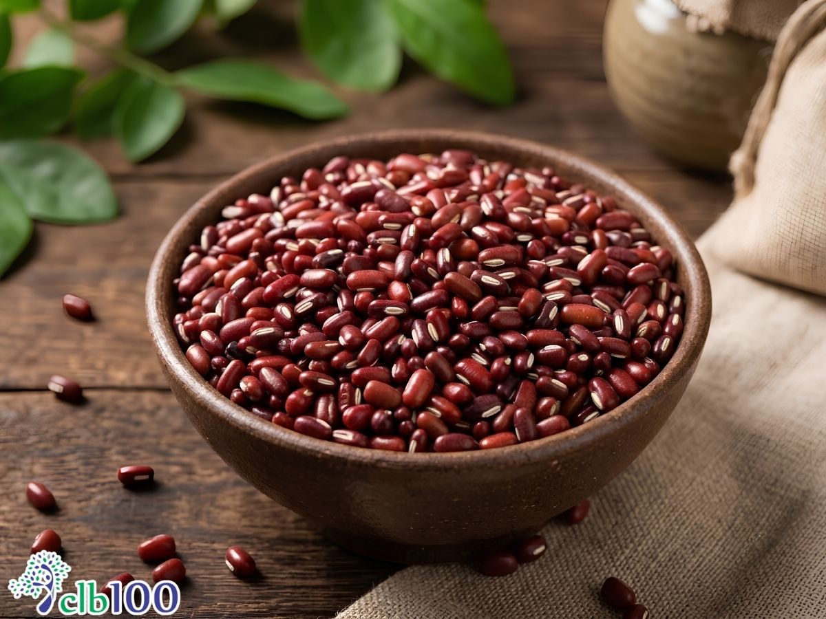 Giá trị dinh dưỡng của hạt xích tiểu đậu