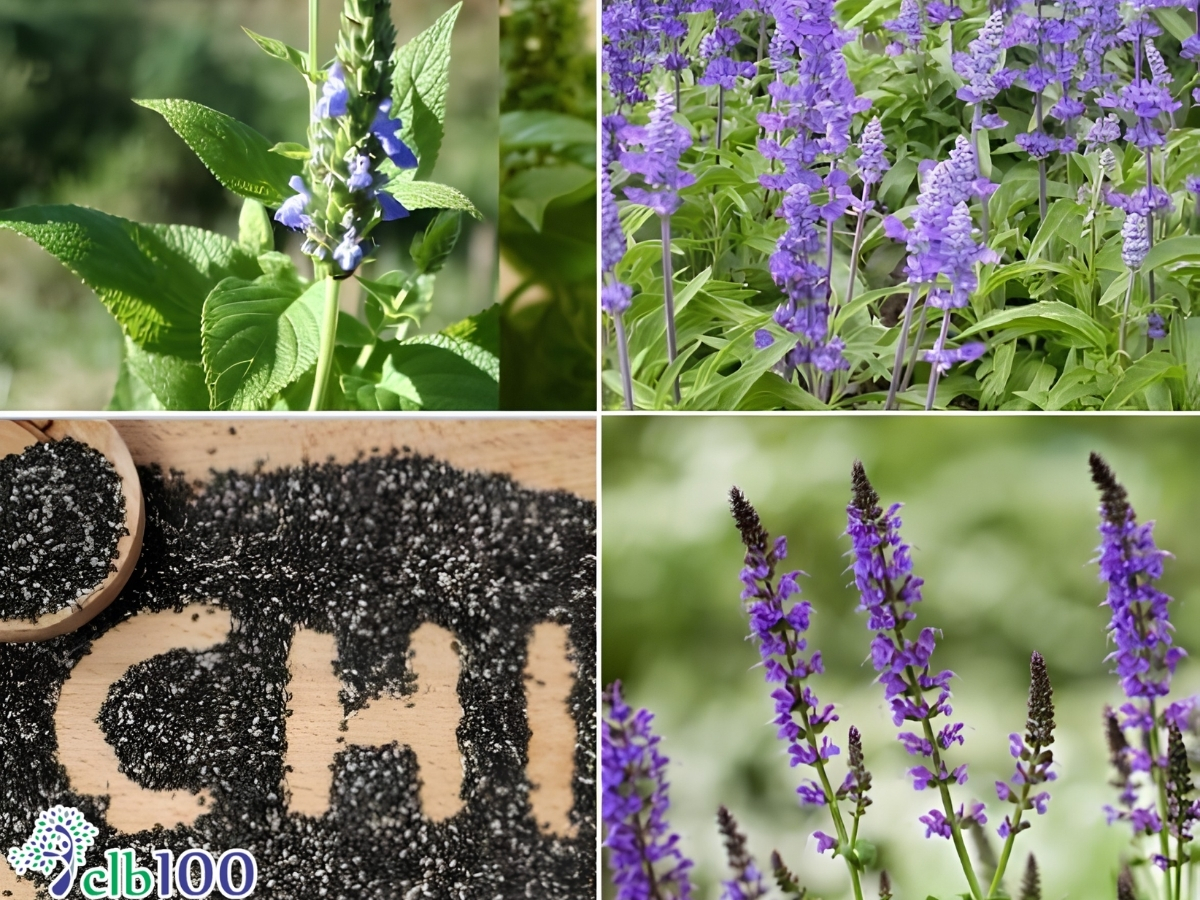 Giới thiệu về cây Salvia hispanica