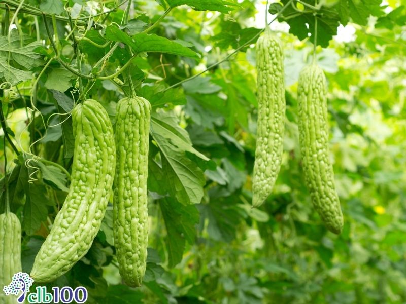 Khổ qua là gì?