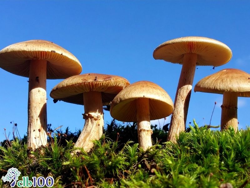 Vitamin D trong nấm khi tiếp xúc với ánh nắng