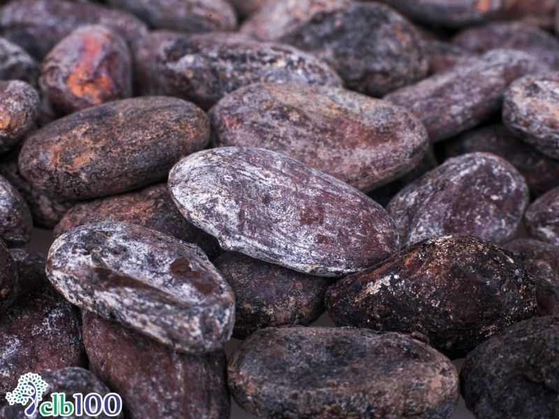 Không sử dụng hạt đã bị nấm mốc để làm sữa hạt