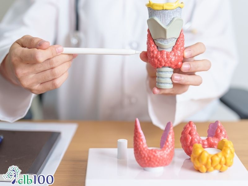 Các nguyên nhân phổ biến gây suy giảm chức năng tuyến giáp