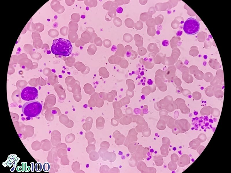 Nhiệm vụ của tế bào B và tế bào T