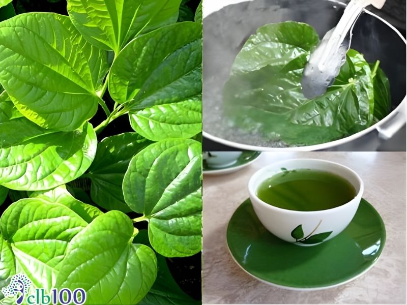 Sắc nước lá lốt uống trong