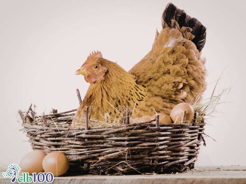 Tác hại tiềm ẩn và góc nhìn âm dương trong thực dương