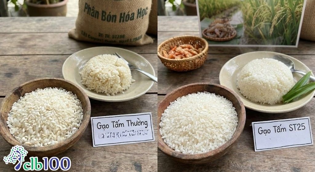 Sự khác biệt giữa gạo tấm thường và gạo tấm ST25