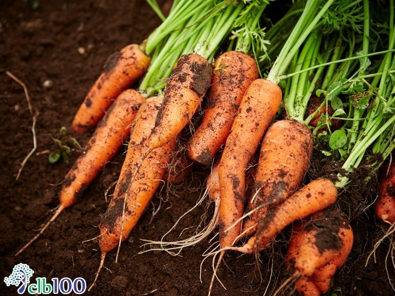 Thực dưỡng hiện đại hướng dẫn cách chọn rau củ quân bình âm dương cho cơ thể, giúp bảo vệ mắt