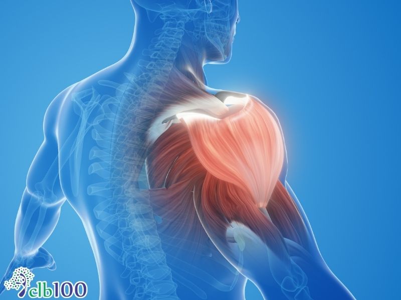 Trứng gà giúp tái tạo cơ bắp và hỗ trợ giảm cân