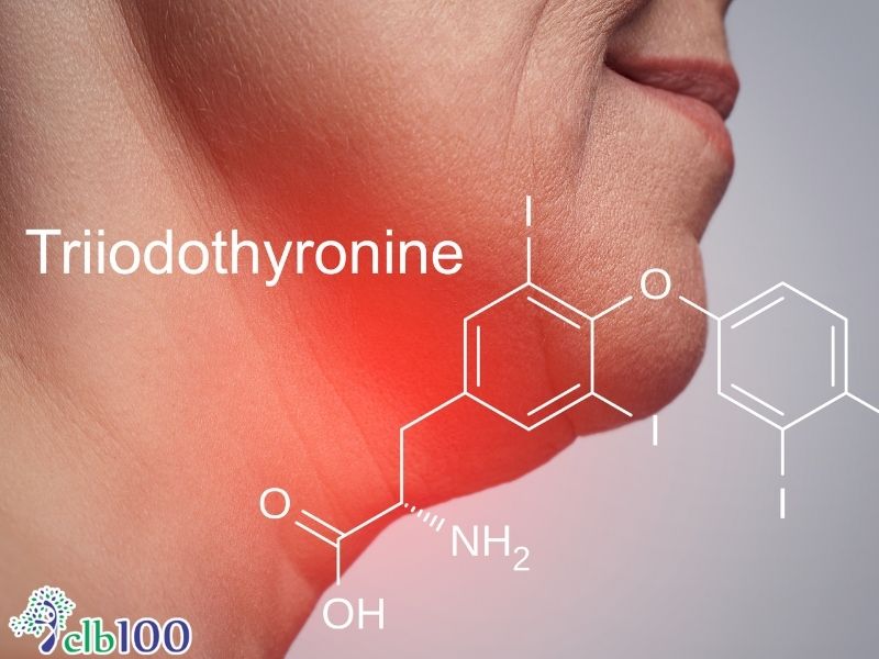 Tuyến giáp là gì? Vai trò của hormone T3 và T4