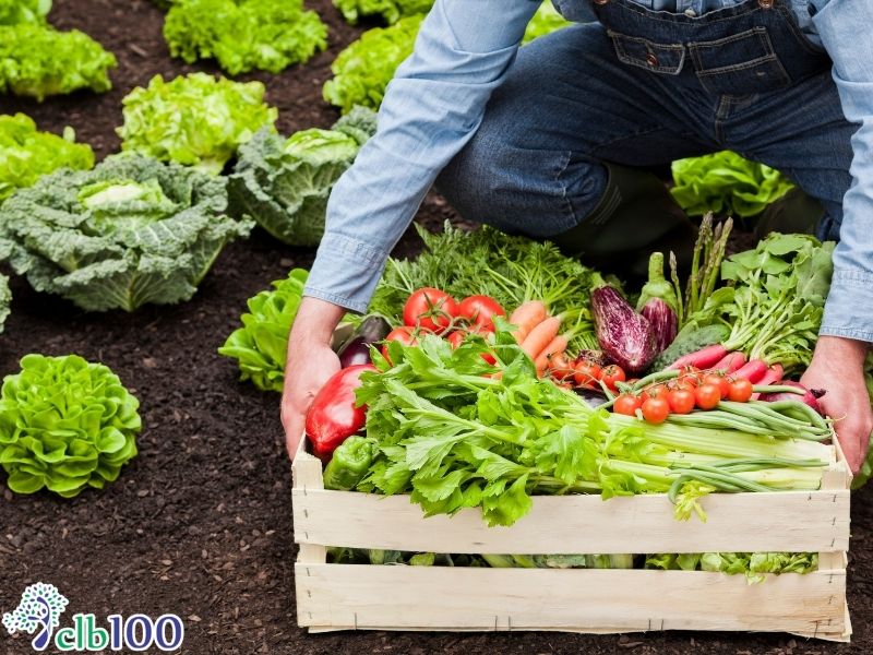 Vai trò của thực phẩm thuận tự nhiên