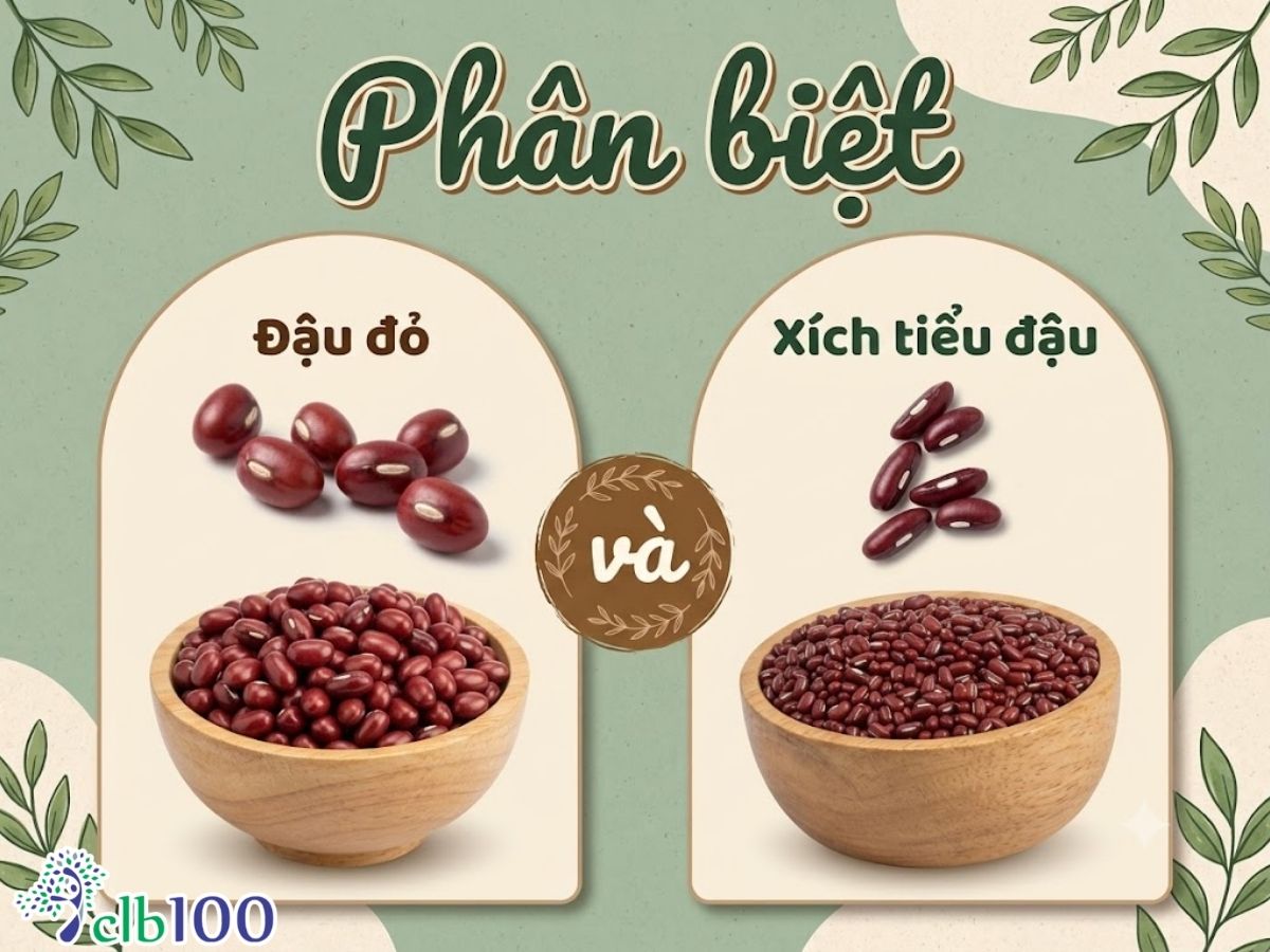 Cách phân biệt xích tiểu đậu với đậu đỏ thông thường