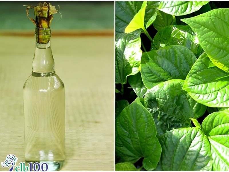 Xoa bóp ngoại vi bằng rượu rễ lá lốt