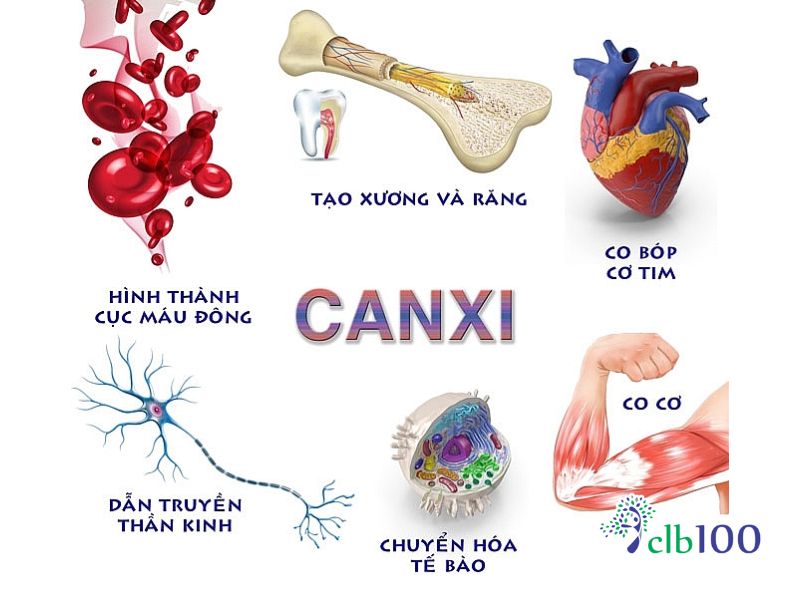 Tầm quan trọng của Canxi đối với cơ thể