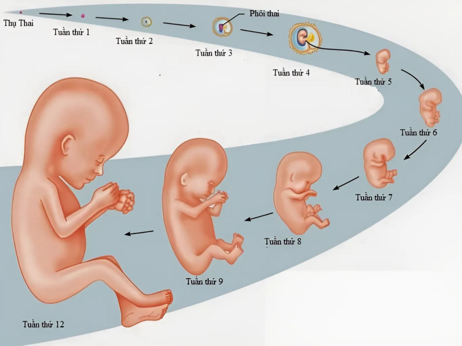 Thai giáo thực dưỡng là gì?