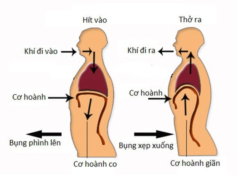 Cơ chế hoạt động bài tập thở bụng của bác sĩ Nguyễn Khắc Viện