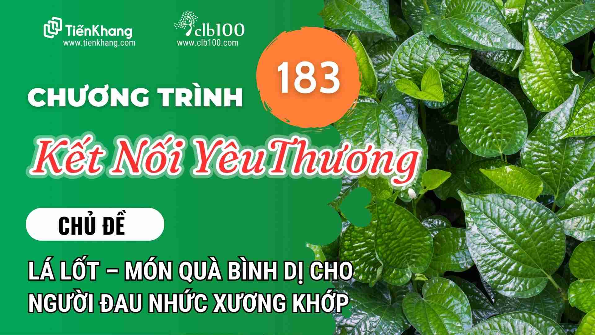 KNYT #183: Lá lốt – món quà bình dị cho người đau nhức xương khớp? 31-10-2025