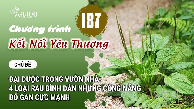 KNYT #187: Đại dược trong vườn nhà: 4 loại rau bình dân nhưng công năng bổ gan cực mạnh? 28-11-2025