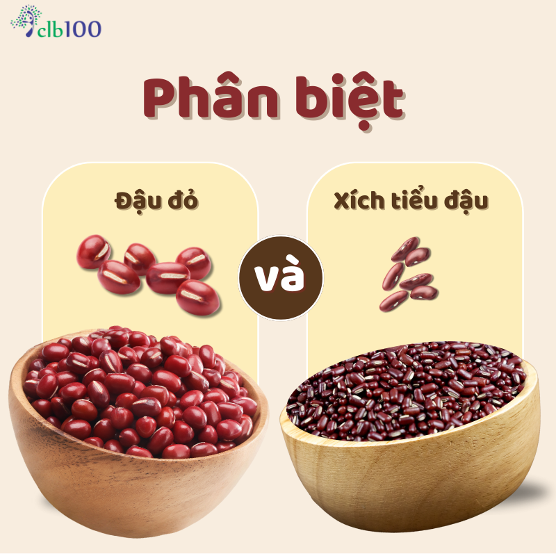 Phân biệt đậu đỏ và xích tiểu đậu