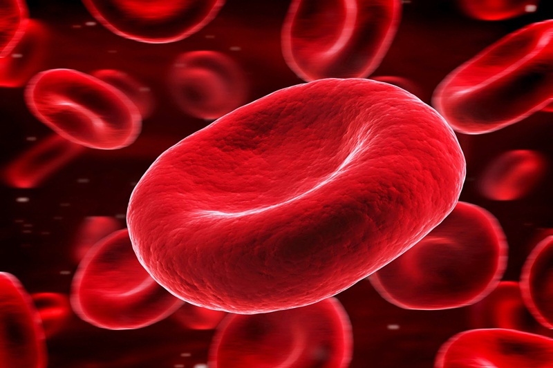 Hồng huyết cầu có vai trò quan trọng và có những tác động lớn đến các hoạt động của cơ thể